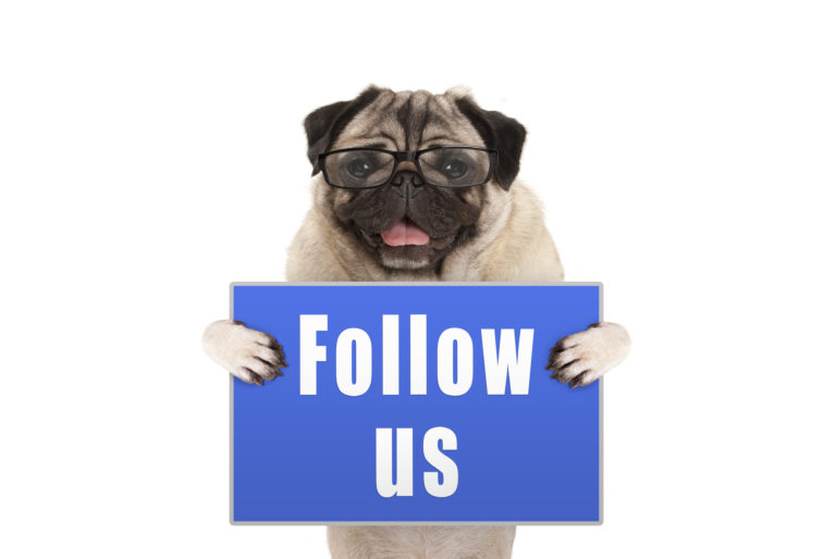 pug dog with glasses holding up blue sign with text follow us, isolated on white background